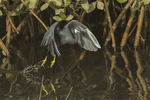 western reef heron (Egretta gularis)