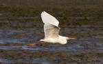 western reef heron (Egretta gularis)