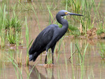 dimorphic egret (Egretta dimorpha)