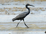 dimorphic egret (Egretta dimorpha)