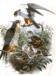 Amur falcon (Falco amurensis)