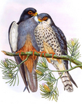 Amur falcon (Falco amurensis)