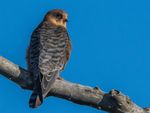 red-footed falcon (Falco vespertinus)