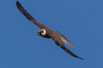 red-footed falcon (Falco vespertinus)