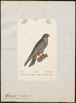 red-footed falcon (Falco vespertinus)