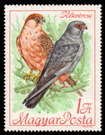 red-footed falcon (Falco vespertinus)