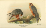 red-footed falcon (Falco vespertinus)