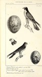peregrine falcon (Falco peregrinus), red-footed falcon (Falco vespertinus)