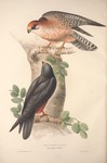 red-footed falcon (Falco vespertinus)