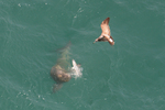 Indo-Pacific finless porpoise (Neophocaena phocaenoides)