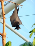 large flying fox (Pteropus vampyrus)