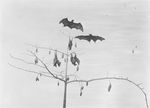 large flying fox (Pteropus vampyrus)