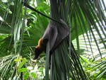 large flying fox (Pteropus vampyrus)