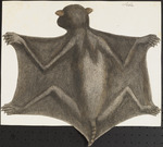 large flying fox (Pteropus vampyrus)