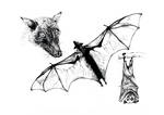 large flying fox (Pteropus vampyrus)