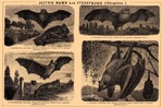 ... parti-coloured bat (Vespertilio murinus), large flying fox (Pteropus vampyrus)