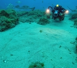 spiny butterfly ray (Gymnura altavela)