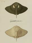 spiny butterfly ray (Gymnura altavela)
