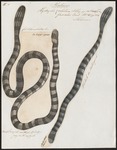 banded sea krait (Laticauda colubrina)