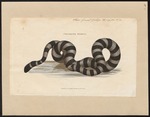 banded sea krait (Laticauda colubrina)