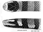 banded sea krait (Laticauda colubrina)