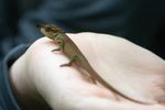 blue-nosed chameleon (Calumma boettgeri)