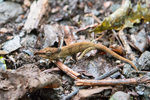 blue-nosed chameleon (Calumma boettgeri)