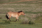 Przewalski's horse (Equus ferus przewalskii)