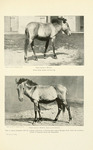 Przewalski's horse (Equus ferus przewalskii)