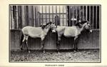 Przewalski's horse (Equus ferus przewalskii)