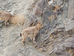 Siberian ibex (Capra sibirica)