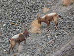 Siberian ibex (Capra sibirica)