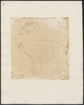 Siberian ibex (Capra sibirica)