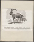 Siberian ibex (Capra sibirica)