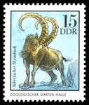 Siberian ibex (Capra sibirica)