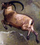 Siberian ibex (Capra sibirica)