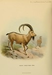 Siberian ibex (Capra sibirica)