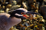 yellow-crowned night heron (Nyctanassa violacea)