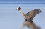 yellow-crowned night heron (Nyctanassa violacea)