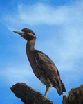 Galapagos yellow-crowned night heron (Nyctanassa violacea pauper)