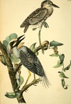 yellow-crowned night heron (Nyctanassa violacea)