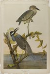 yellow-crowned night heron (Nyctanassa violacea)