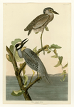 yellow-crowned night heron (Nyctanassa violacea)