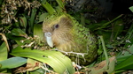 kakapo, owl parrot (Strigops habroptilus)