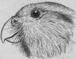 kakapo, owl parrot (Strigops habroptilus)