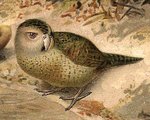 kakapo, owl parrot (Strigops habroptilus)