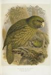 kakapo, owl parrot (Strigops habroptilus)