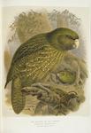 kakapo, owl parrot (Strigops habroptilus)