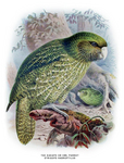 kakapo, owl parrot (Strigops habroptilus)