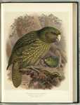 kakapo, owl parrot (Strigops habroptilus)